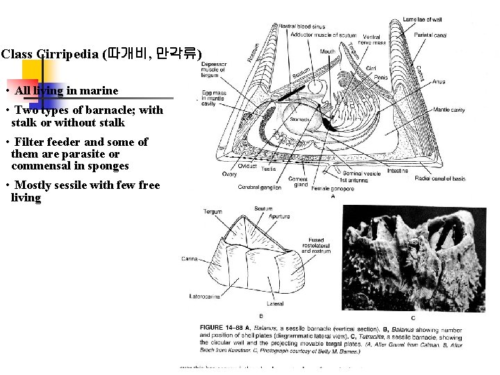 Class Cirripedia (따개비, 만각류) • All living in marine • Two types of barnacle;