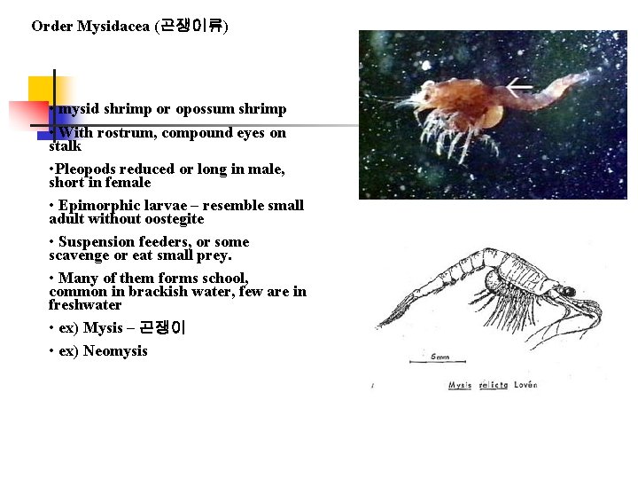 Order Mysidacea (곤쟁이류) • mysid shrimp or opossum shrimp • With rostrum, compound eyes