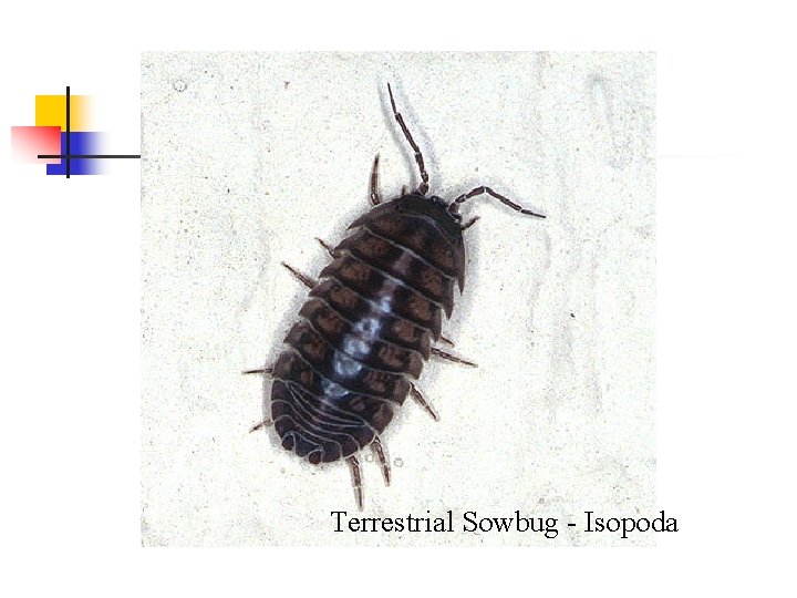 Terrestrial Sowbug - Isopoda 