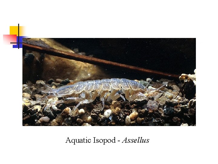 Aquatic Isopod - Assellus 