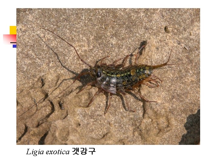 Ligia exotica 갯강구 