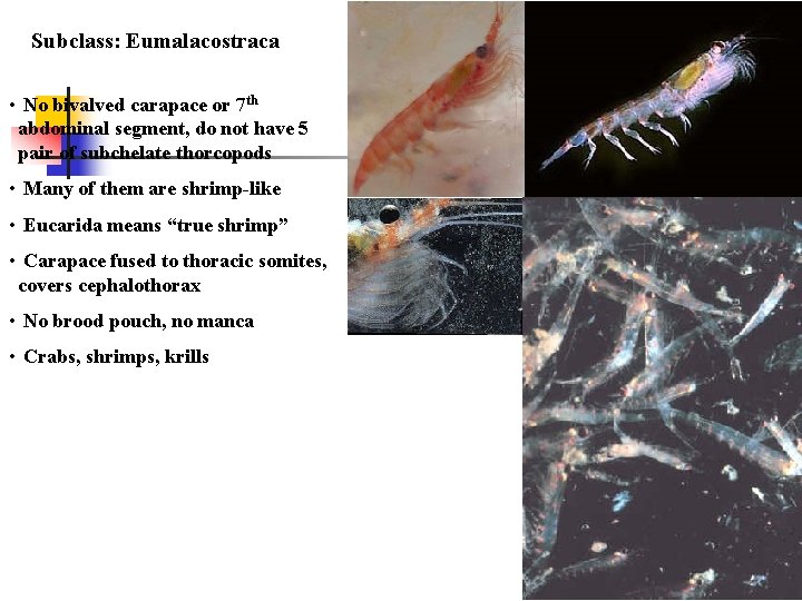 Subclass: Eumalacostraca • No bivalved carapace or 7 th abdominal segment, do not have