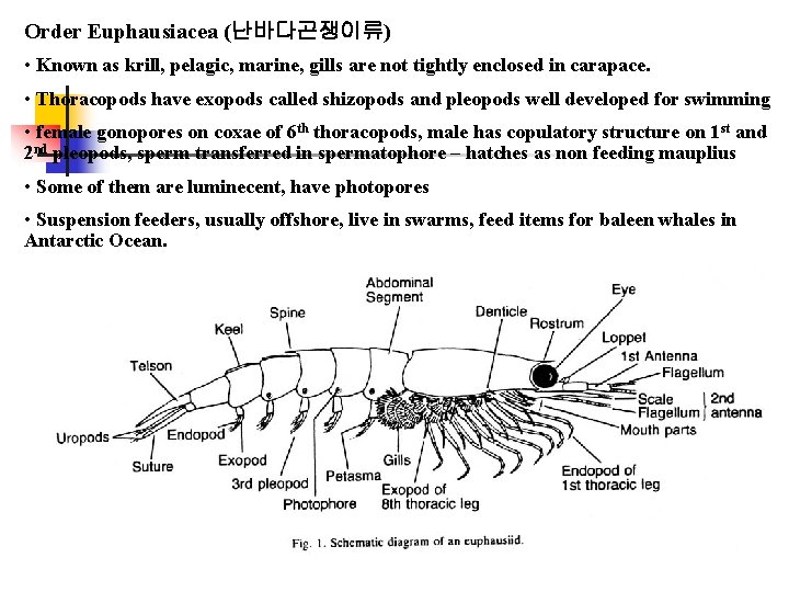 Order Euphausiacea (난바다곤쟁이류) • Known as krill, pelagic, marine, gills are not tightly enclosed