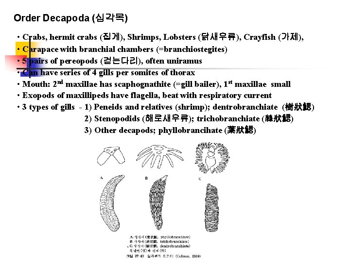 Order Decapoda (십각목) • Crabs, hermit crabs (집게), Shrimps, Lobsters (닭새우류), Crayfish (가제), •