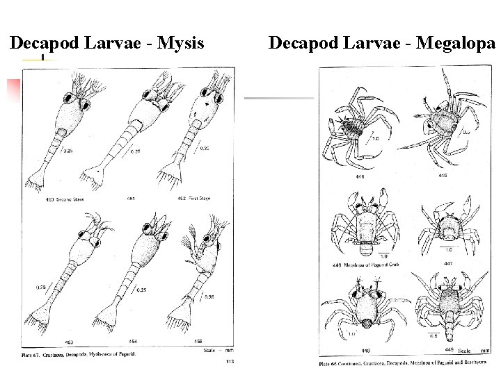 Decapod Larvae - Mysis Decapod Larvae - Megalopa 