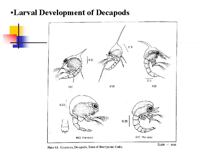  • Larval Development of Decapods 