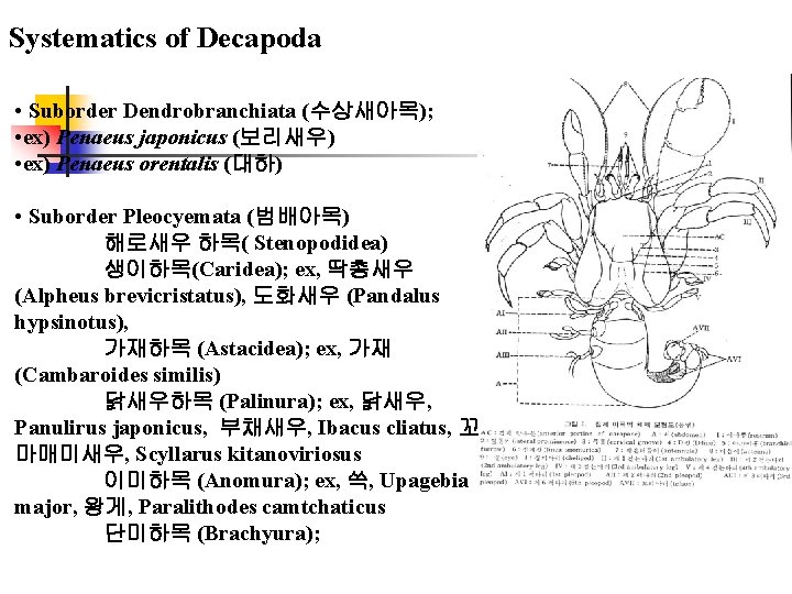 Systematics of Decapoda • Suborder Dendrobranchiata (수상새아목); • ex) Penaeus japonicus (보리새우) • ex)