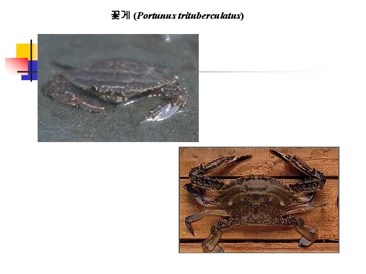 꽃게 (Portunus trituberculatus) 