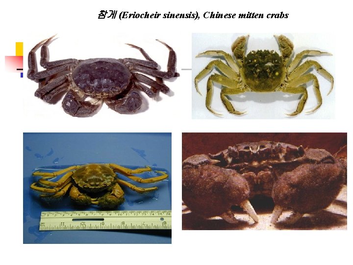 참게 (Eriocheir sinensis), Chinese mitten crabs 