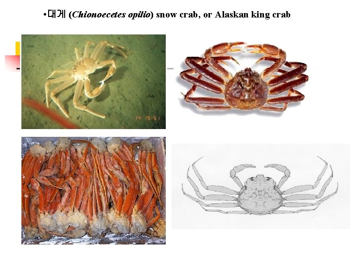  • 대게 (Chionoecetes opilio) snow crab, or Alaskan king crab 