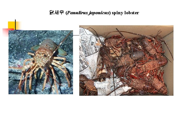 닭새우 (Panulirus japonicus) spiny lobster 