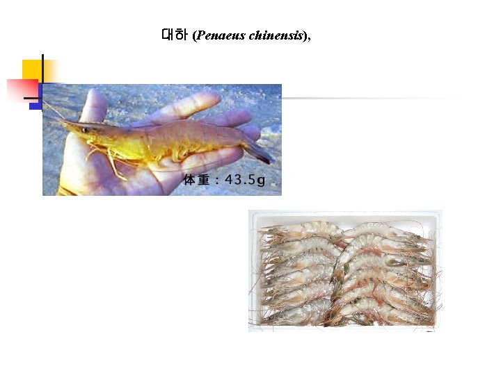 대하 (Penaeus chinensis), 