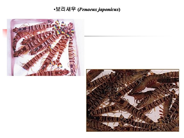 • 보리새우 (Penaeus japonicus) 