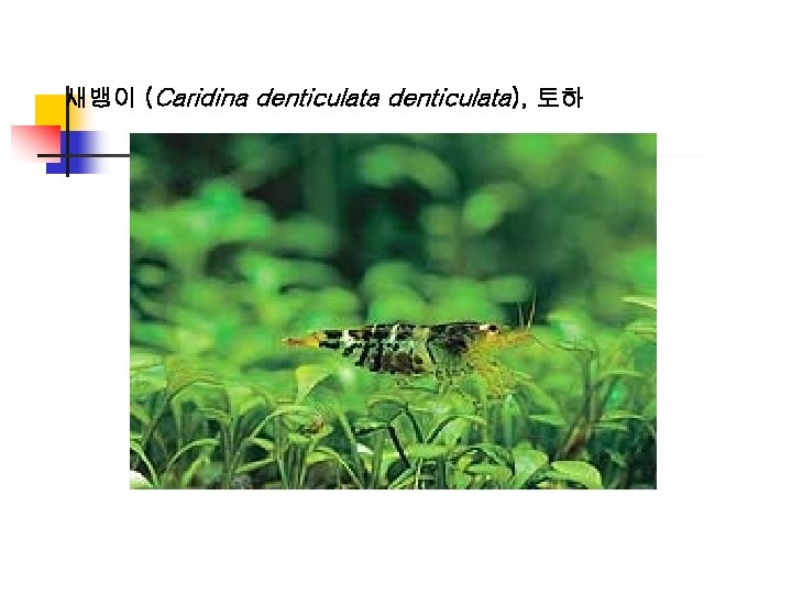 새뱅이 (Caridina denticulata), 토하 