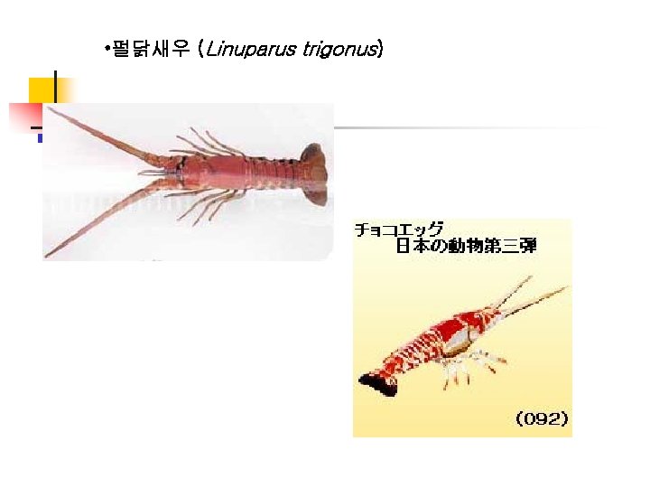  • 펄닭새우 (Linuparus trigonus) 