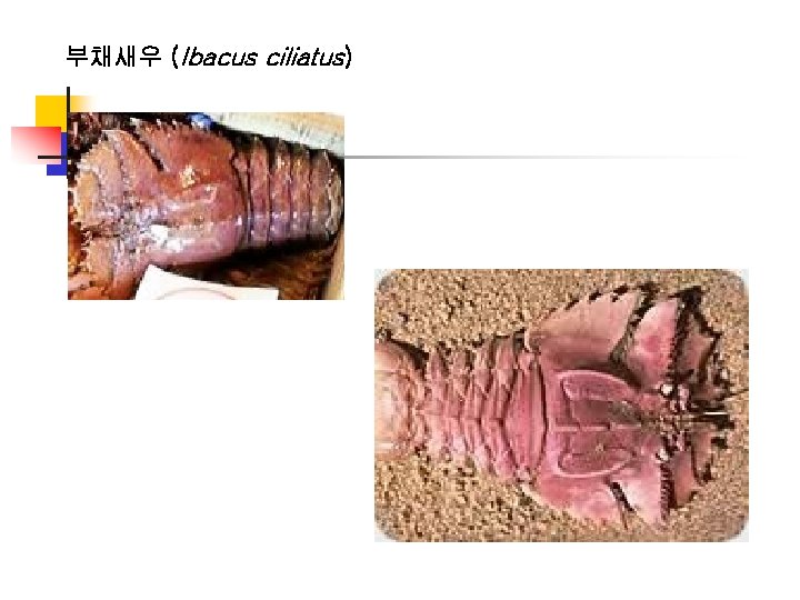 부채새우 (Ibacus ciliatus) 