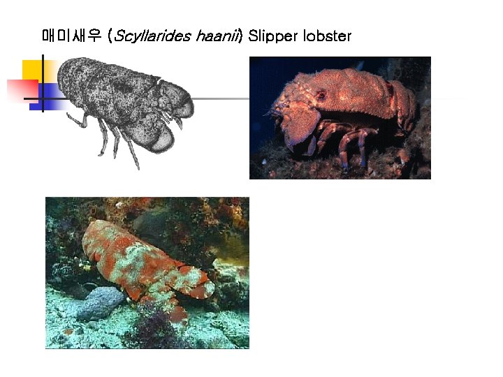 매미새우 (Scyllarides haanii) Slipper lobster 