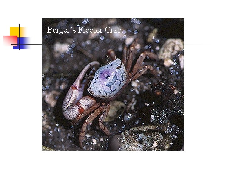 Berger’s Fiddler Crab 