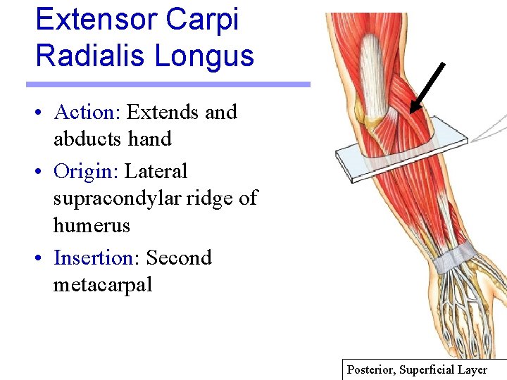 Extensor Carpi Radialis Longus • Action: Extends and abducts hand • Origin: Lateral supracondylar