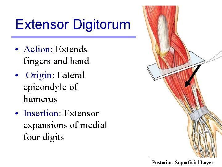 Extensor Digitorum • Action: Extends fingers and hand • Origin: Lateral epicondyle of humerus