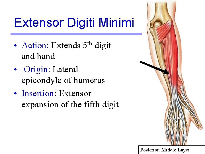 Extensor Digiti Minimi • Action: Extends 5 th digit and hand • Origin: Lateral