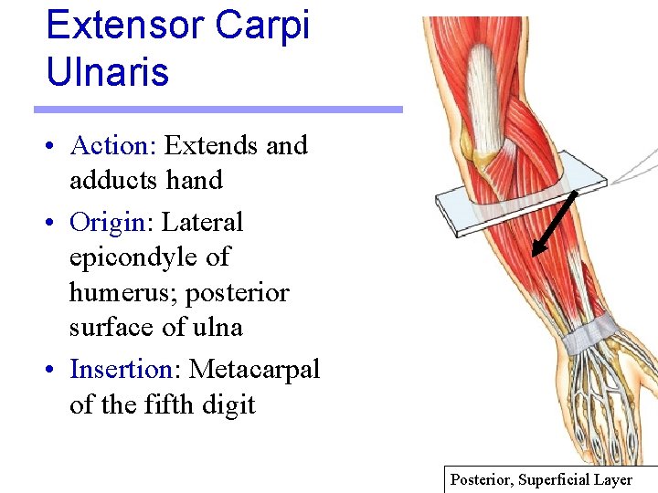 Extensor Carpi Ulnaris • Action: Extends and adducts hand • Origin: Lateral epicondyle of