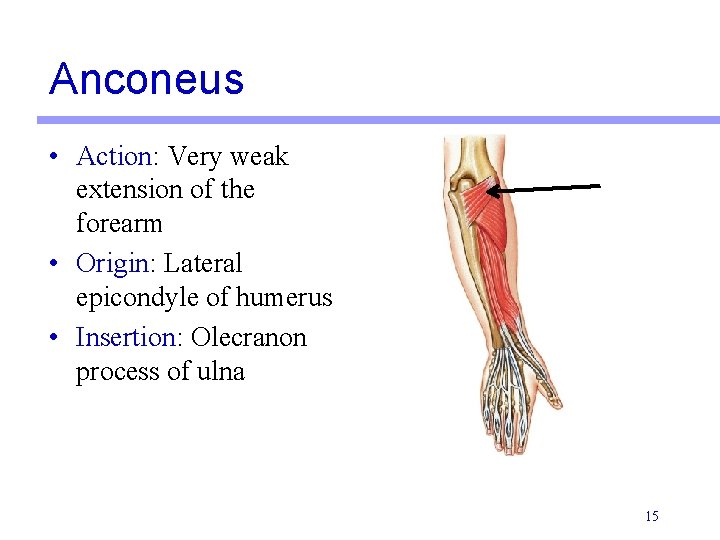 Anconeus • Action: Very weak extension of the forearm • Origin: Lateral epicondyle of