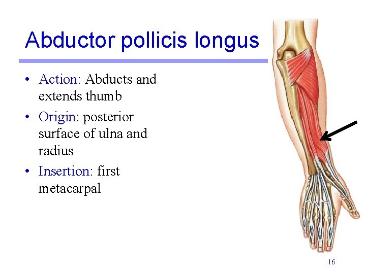 Abductor pollicis longus • Action: Abducts and extends thumb • Origin: posterior surface of