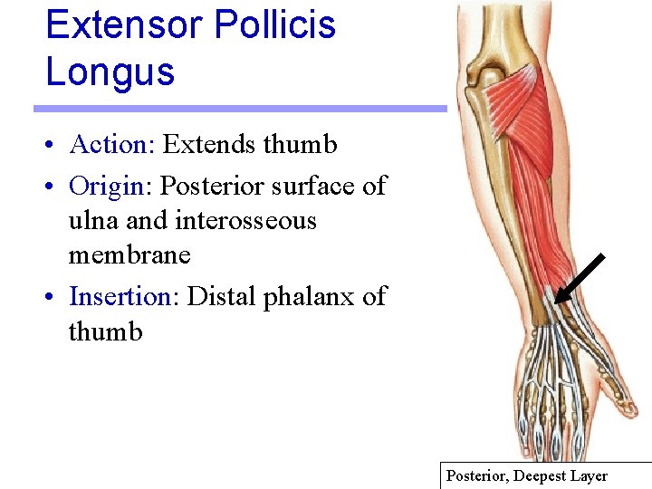 Extensor Pollicis Longus • Action: Extends thumb • Origin: Posterior surface of ulna and