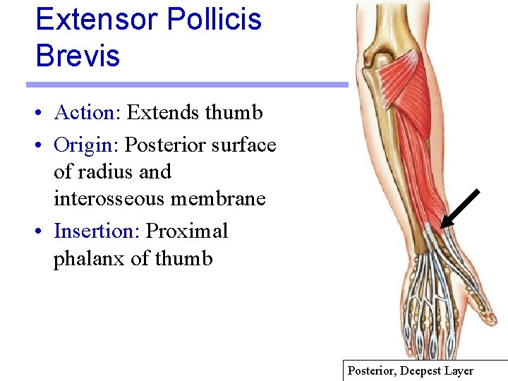 Extensor Pollicis Brevis • Action: Extends thumb • Origin: Posterior surface of radius and