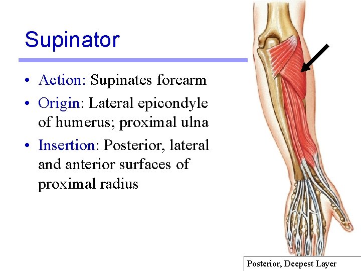 Supinator • Action: Supinates forearm • Origin: Lateral epicondyle of humerus; proximal ulna •