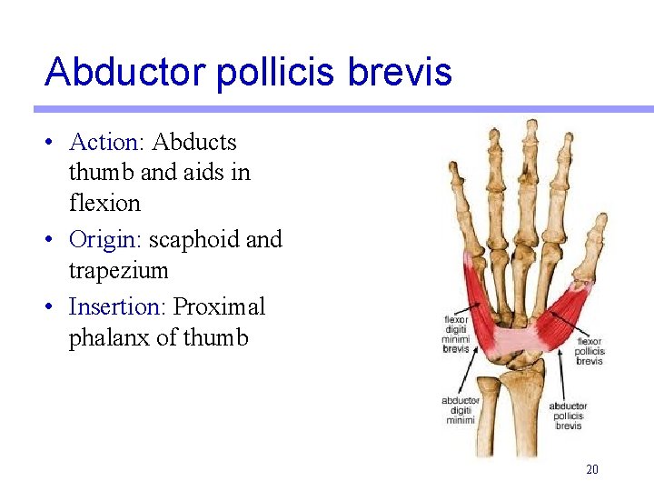 Abductor pollicis brevis • Action: Abducts thumb and aids in flexion • Origin: scaphoid