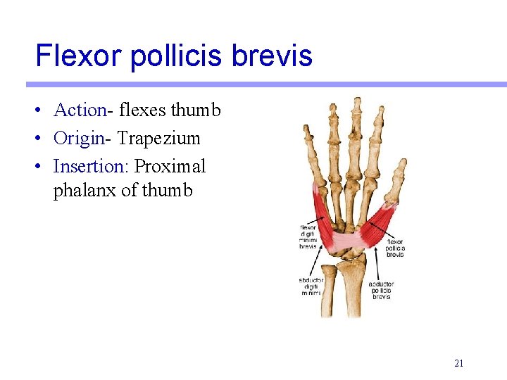 Flexor pollicis brevis • Action- flexes thumb • Origin- Trapezium • Insertion: Proximal phalanx