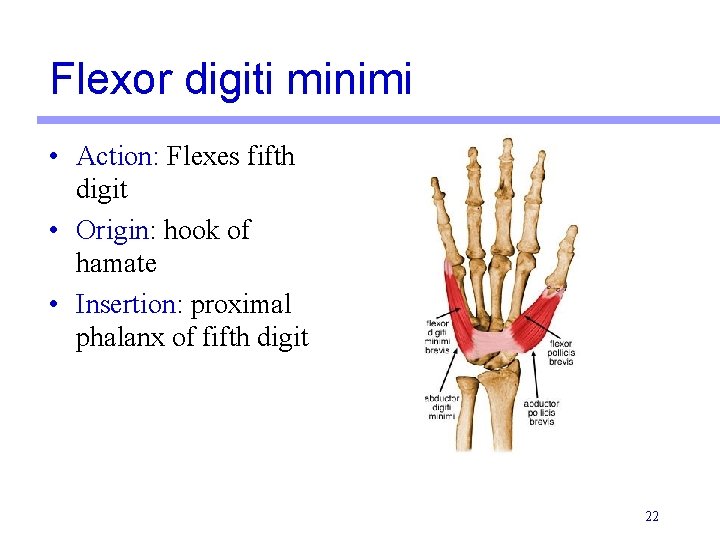 Flexor digiti minimi • Action: Flexes fifth digit • Origin: hook of hamate •