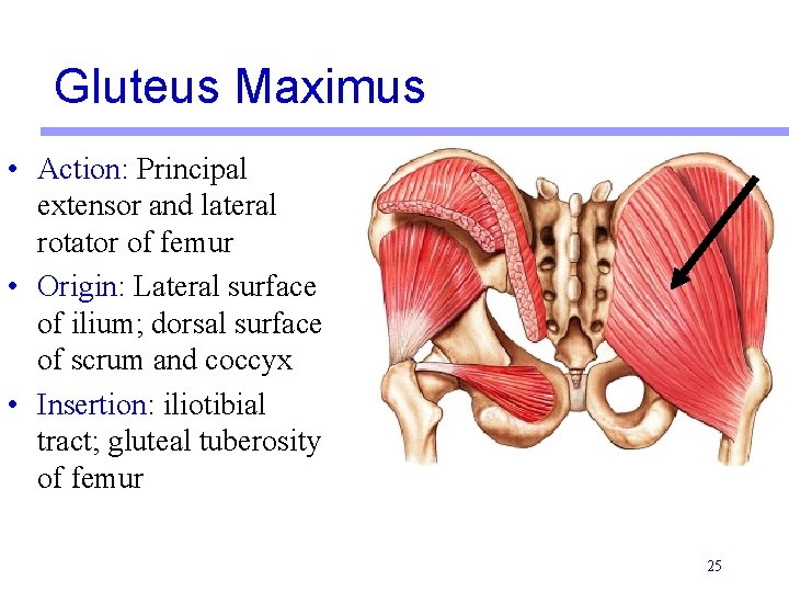 Gluteus Maximus • Action: Principal extensor and lateral rotator of femur • Origin: Lateral