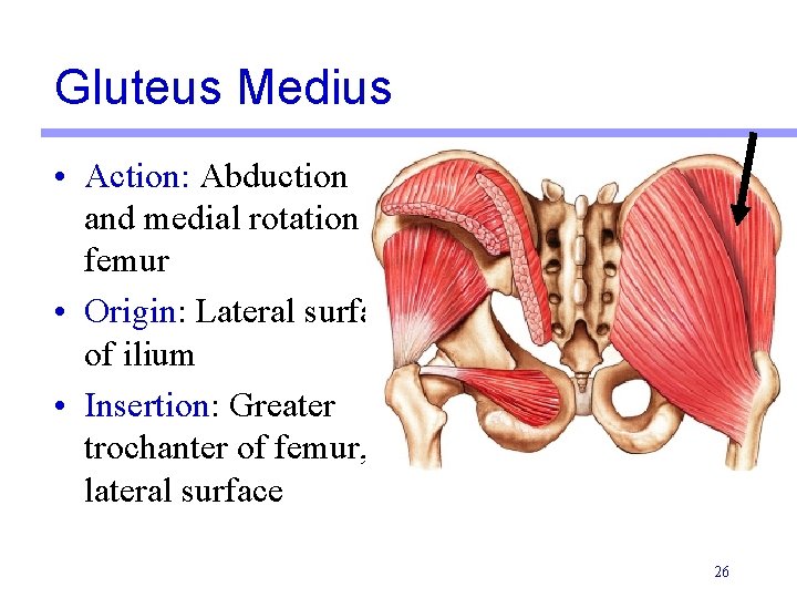 Gluteus Medius • Action: Abduction and medial rotation of femur • Origin: Lateral surface