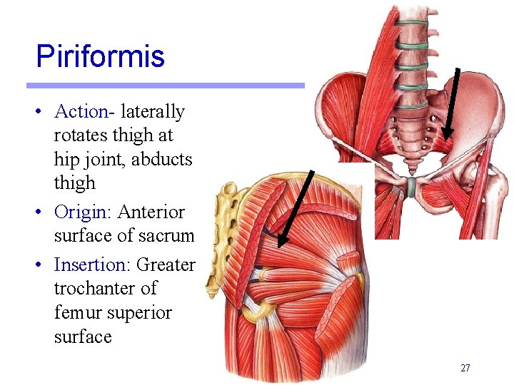 Piriformis • Action- laterally rotates thigh at hip joint, abducts thigh • Origin: Anterior