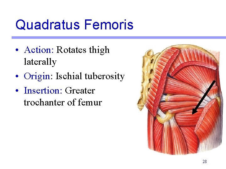Quadratus Femoris • Action: Rotates thigh laterally • Origin: Ischial tuberosity • Insertion: Greater