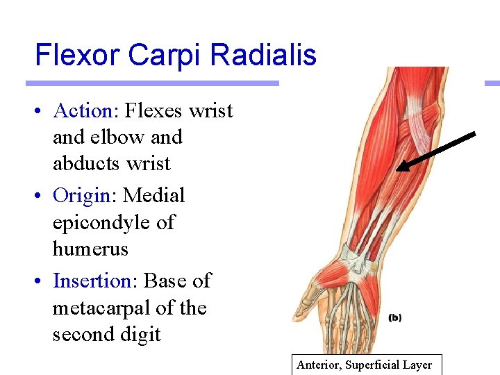 Flexor Carpi Radialis • Action: Flexes wrist and elbow and abducts wrist • Origin: