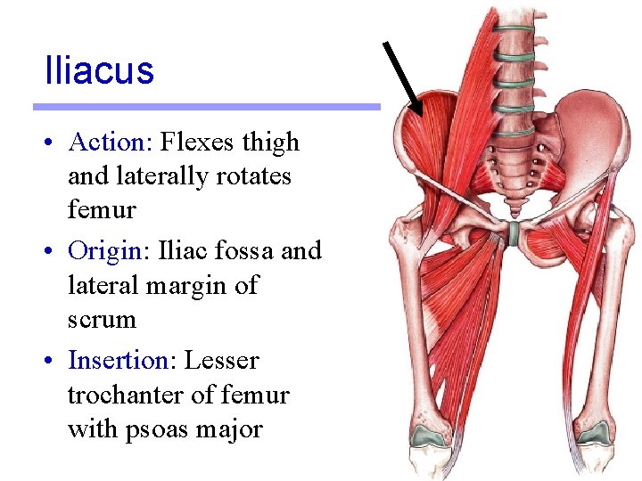 Iliacus • Action: Flexes thigh and laterally rotates femur • Origin: Iliac fossa and