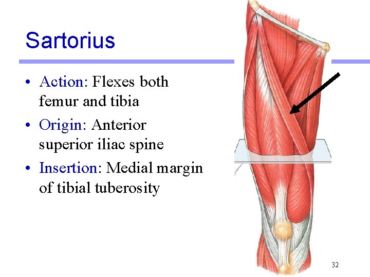 Sartorius • Action: Flexes both femur and tibia • Origin: Anterior superior iliac spine