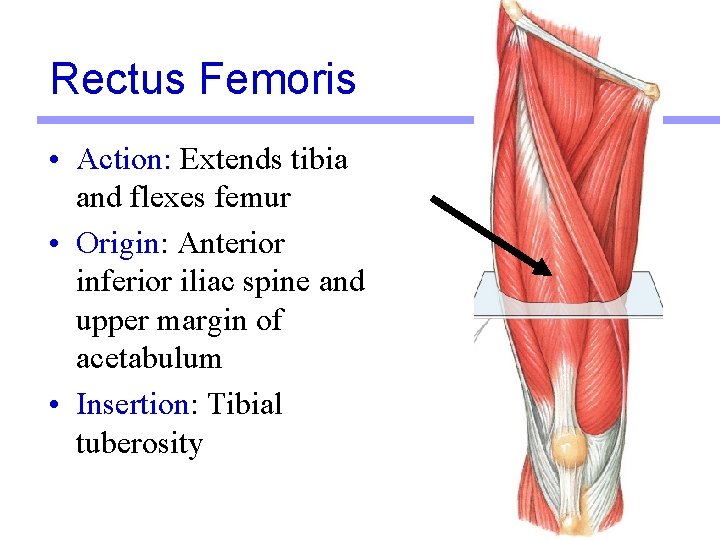 Rectus Femoris • Action: Extends tibia and flexes femur • Origin: Anterior inferior iliac