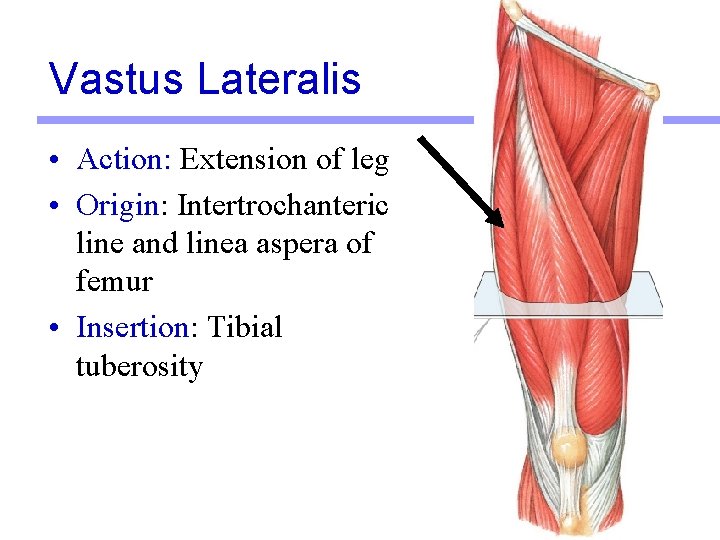 Vastus Lateralis • Action: Extension of leg • Origin: Intertrochanteric line and linea aspera