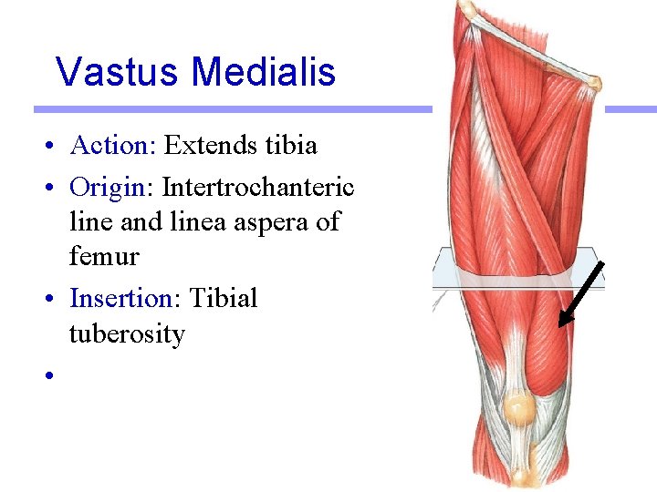 Vastus Medialis • Action: Extends tibia • Origin: Intertrochanteric line and linea aspera of