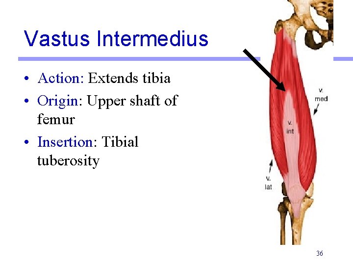 Vastus Intermedius • Action: Extends tibia • Origin: Upper shaft of femur • Insertion: