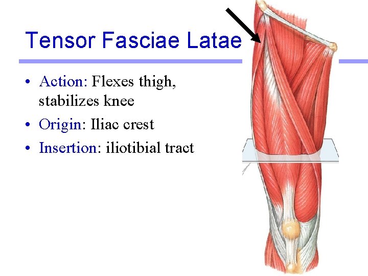 Tensor Fasciae Latae • Action: Flexes thigh, stabilizes knee • Origin: Iliac crest •