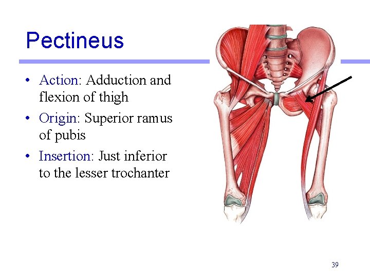 Pectineus • Action: Adduction and flexion of thigh • Origin: Superior ramus of pubis