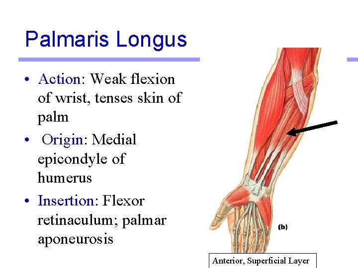 Palmaris Longus • Action: Weak flexion of wrist, tenses skin of palm • Origin: