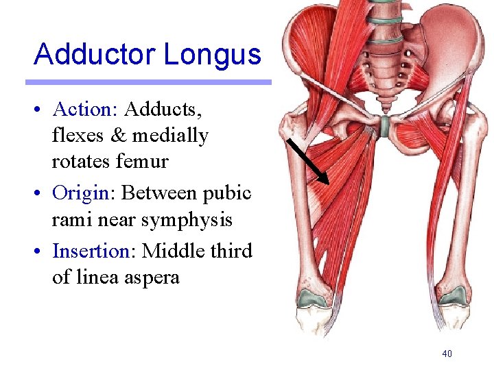 Adductor Longus • Action: Adducts, flexes & medially rotates femur • Origin: Between pubic