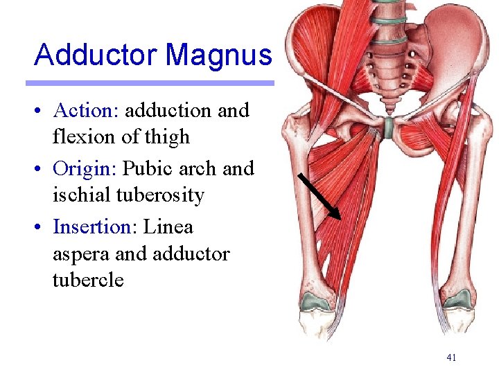 Adductor Magnus • Action: adduction and flexion of thigh • Origin: Pubic arch and